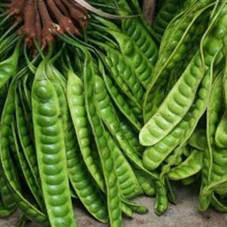 

petai segar 1papan *