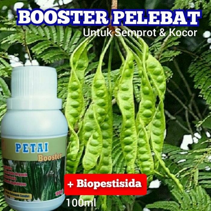 

Pupuk Booster Petai Organik Perangsang Buah Seuk Teaik Ampuh Supaya Cepat Beuah *