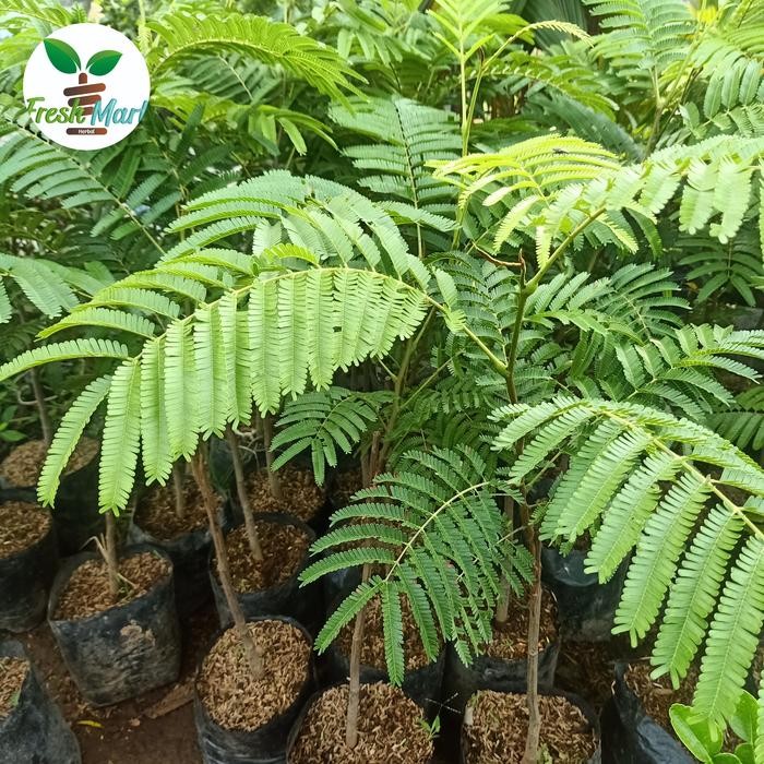 

Bibit buah petai jumbo / bibit buah segar / bisa *