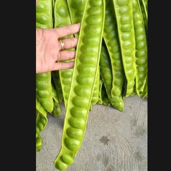 

paket 3 bibit pete petai super cangkok unggul *