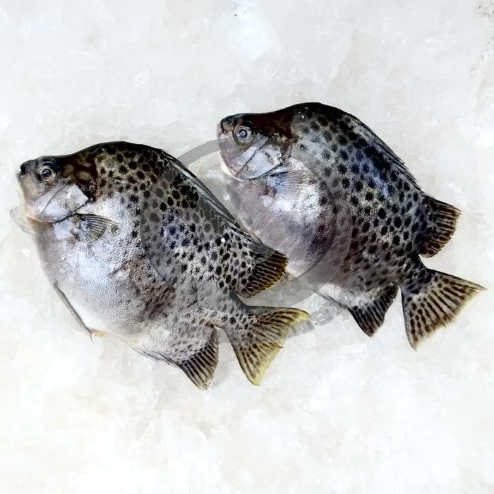 

PastikanDikirimLgsg- Jual Ikan Kiper-kiper segar per kg