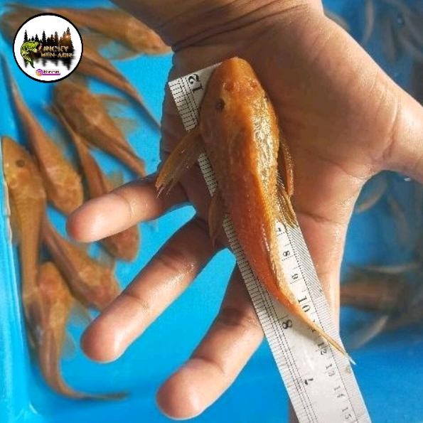 IKAN SAPU SAPU ALBINO 15 CM PEMBERSIH SISA MAKANAN DAN LUMUT