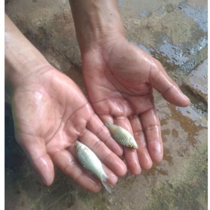 ikan wader/benter hidup