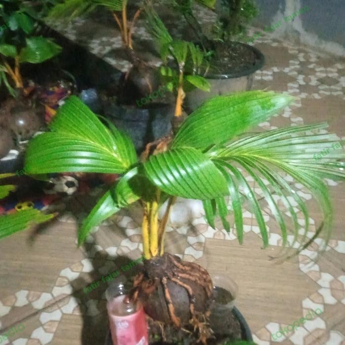 Evergreeeen Link Khusus Tn.Jay Tan Pohon Bonsai Kelapa Kuning