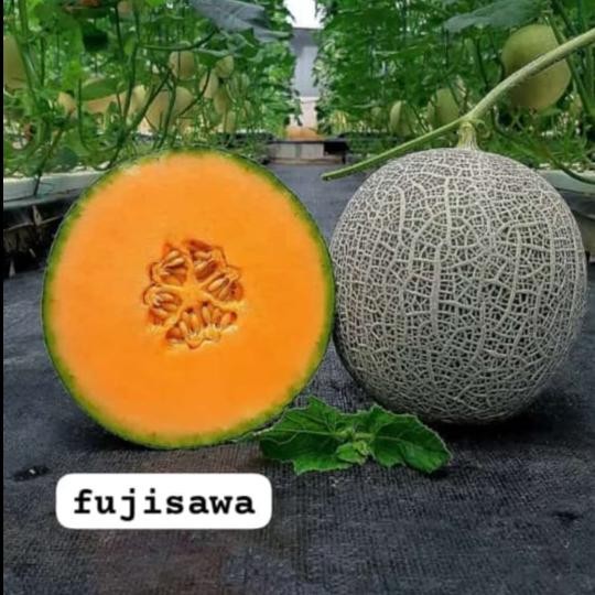 Evergreeeen Benih Melon Fujisawa Rz Kemasan 50 Seed
