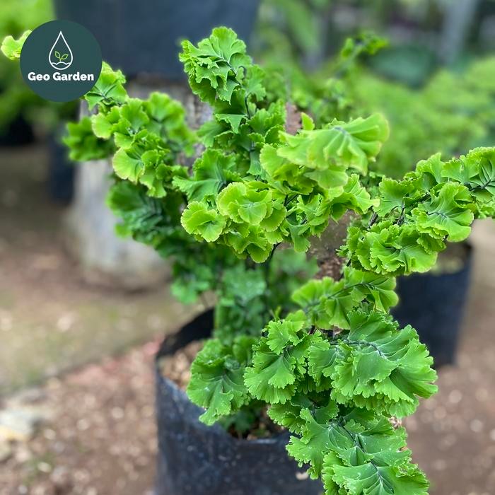 Evergreeeen Suplir Tusuk Sate / Tanaman Hias Pakis Suplir Tusuk Sate