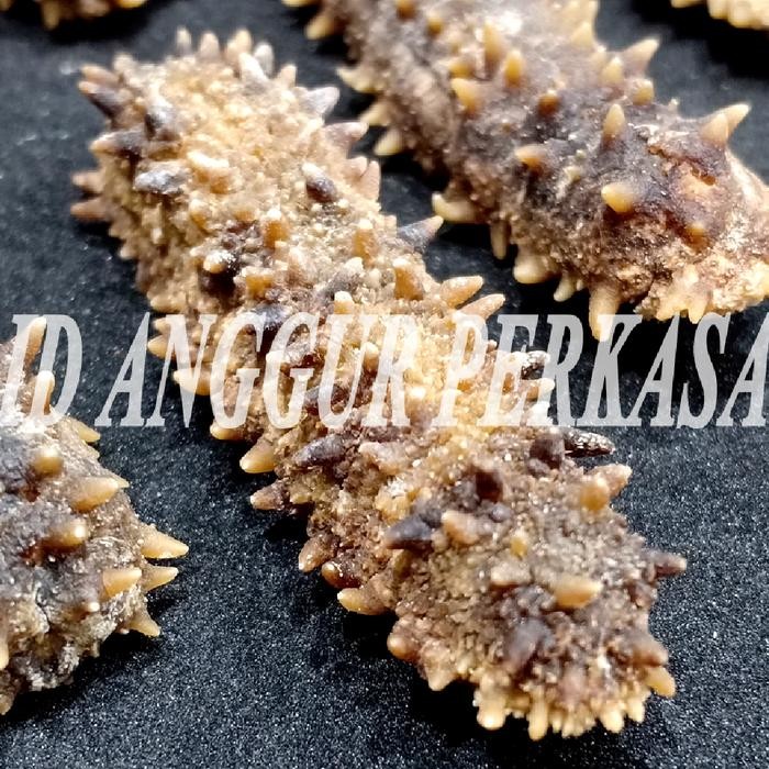 

terbaru !!! 100gr teripang duri / gamat duri / haisom duri - premium ready