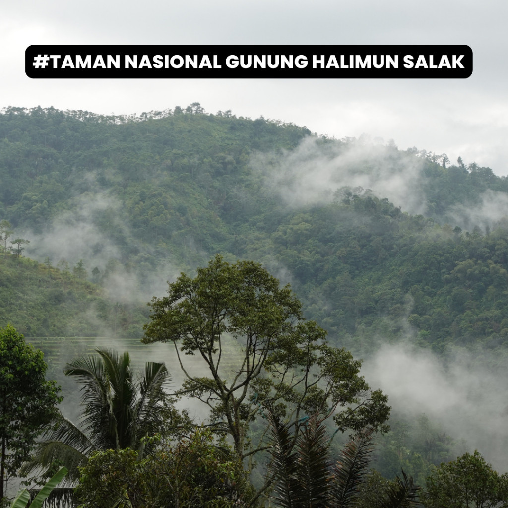 

Mahorahora Paket Hemat Gula Aren Bubuk Organik 500 gr, Premium dan Halal - 2 pcs