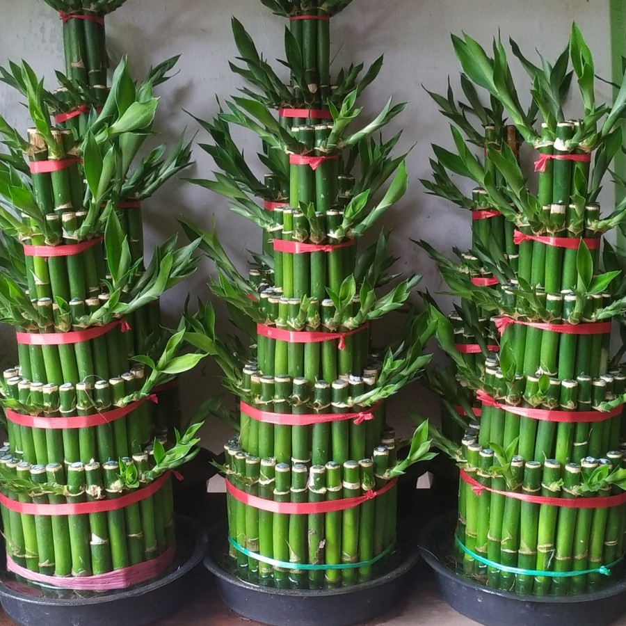 Tanaman bambu hoki 5 tingkat 30 cm