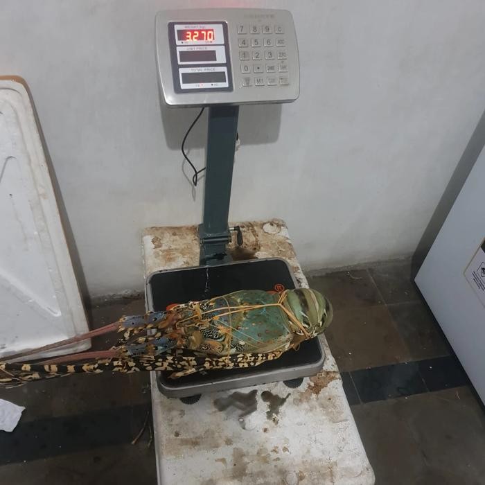 

BnyKBonusBelidiMari- Lobster Mutiara, Mutiara 3up, Lobster Laut Fresh Frozen