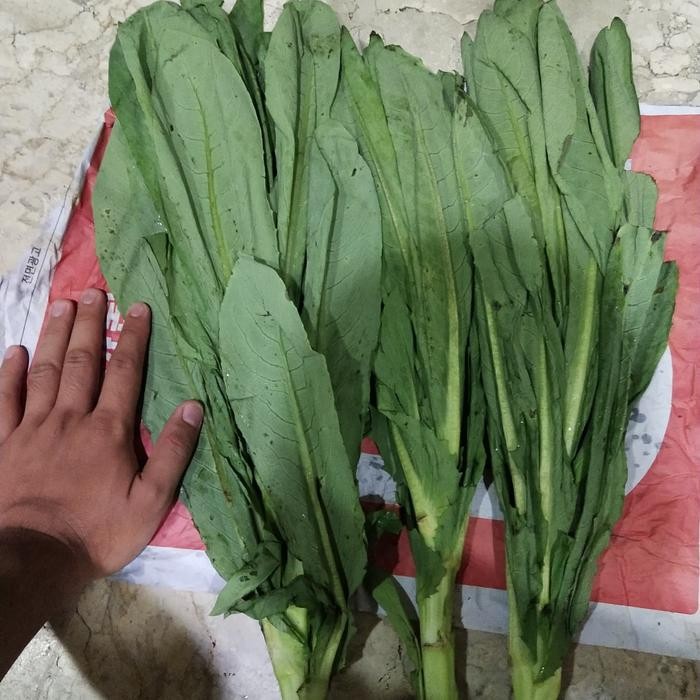 

BnyKBonusBelidiMari- Sayur Fumak Jumbo pakan torto 1 kg