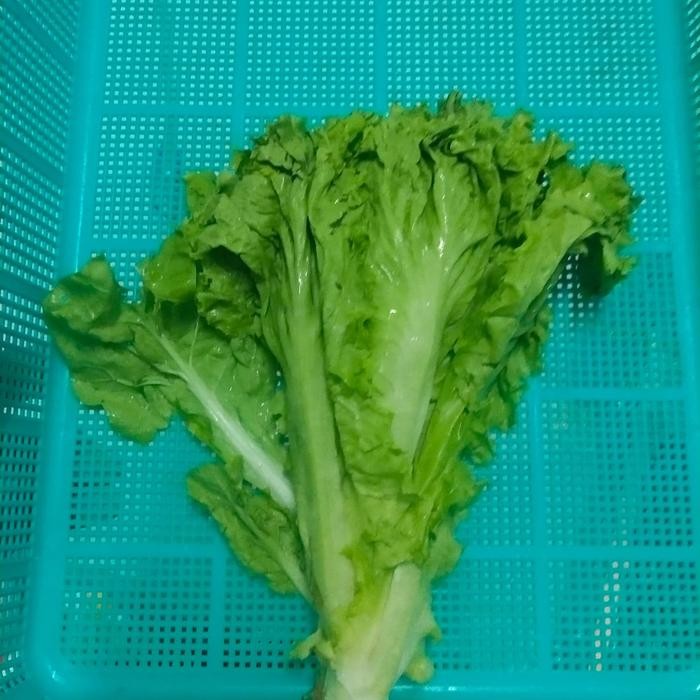 

BnyKBonusBelidiMari- Selada Keriting 1 kg