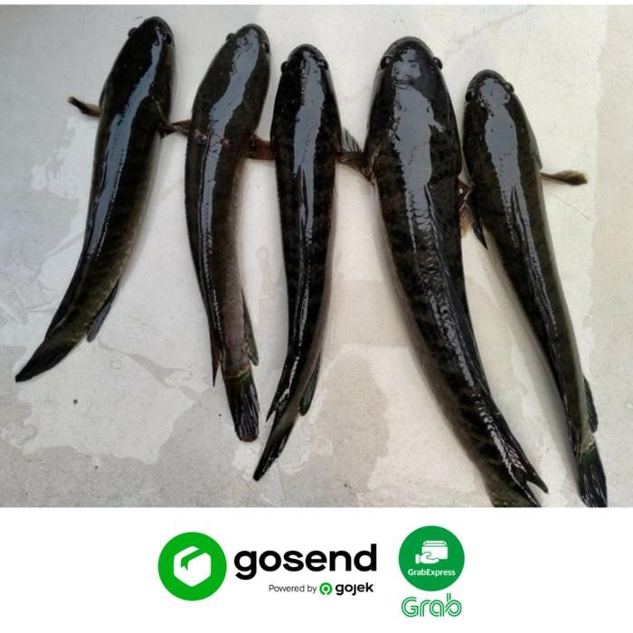 

PastiFreShNya- IKAN GABUS SEGAR