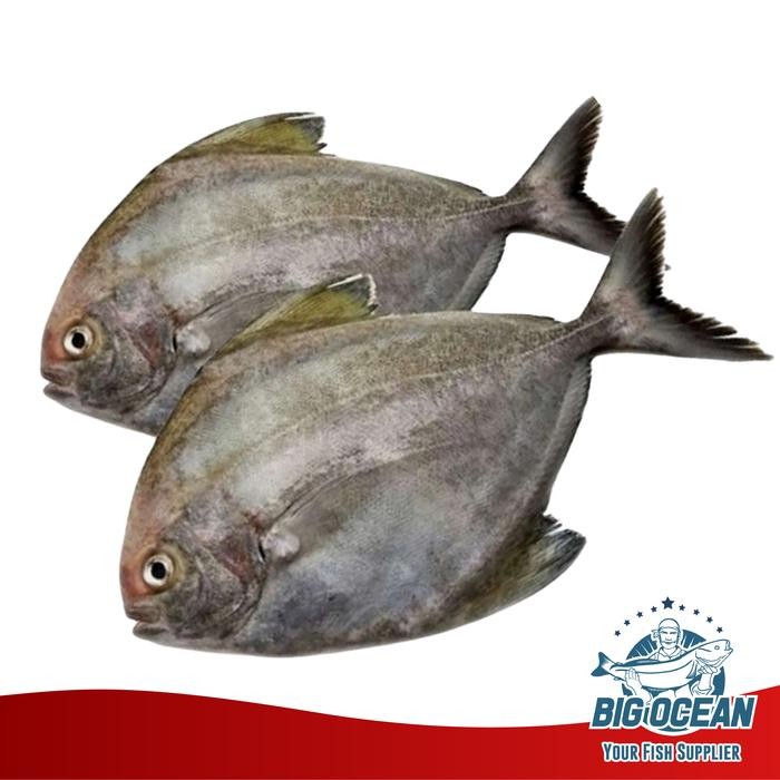 

PastiFreShNya- Bawal Hitam Bawal Laut @1kg
