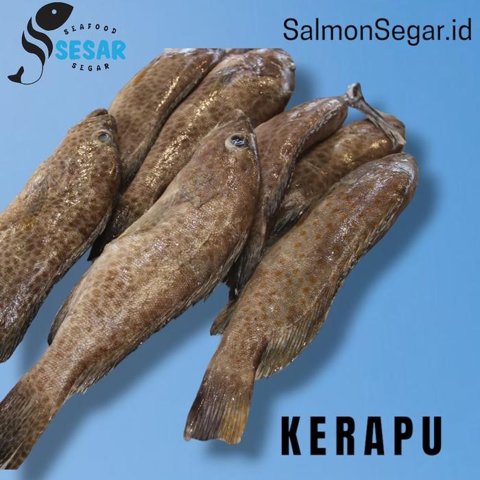 

PastiFreShNya- Ikan Kerapu Segar 1kg - Ikan Laut