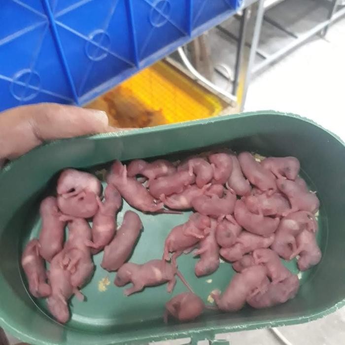 pinkies (anak tikus mencit) [kuat dan awet]