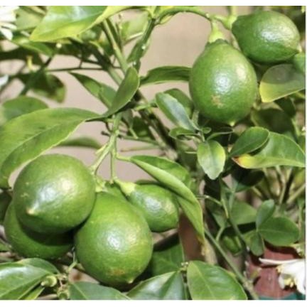 Terlaris tanaman buah jeruk nipis // Tanaman buah jeruk nipis sudah berbuah