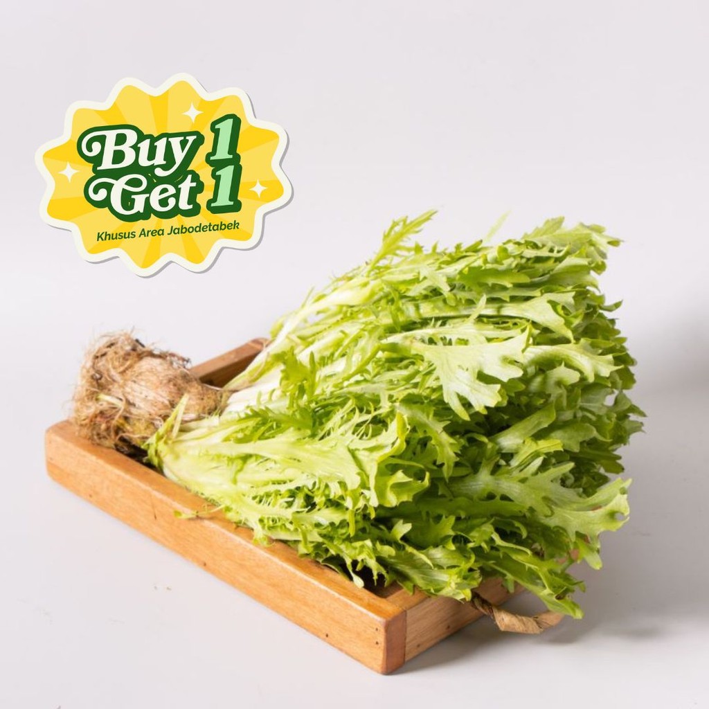 

Endive Hidroponik B1G1 Hidroponik 1 pack