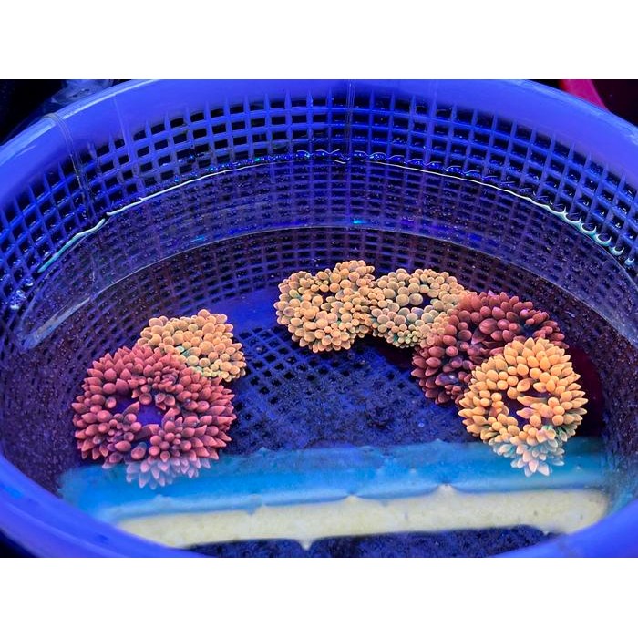 Pawfect Grooming Anemon Jagung Merah / Sunburst Bubble Tip Anemone Size Sm