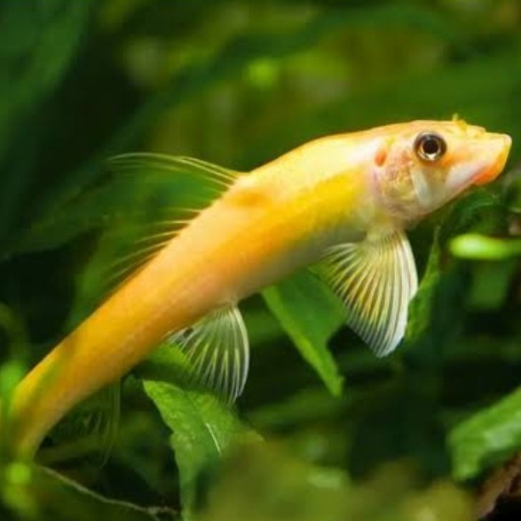 (Expert) ikan cae algae eater, chinese algae eater pembersih lumut Aquascape