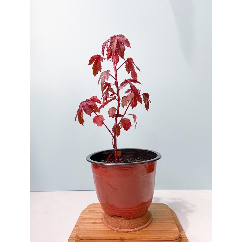 PREMIUM Javanese Red Maple - Bonsai Red Maple - Red Panama - Red Maple Lokal -