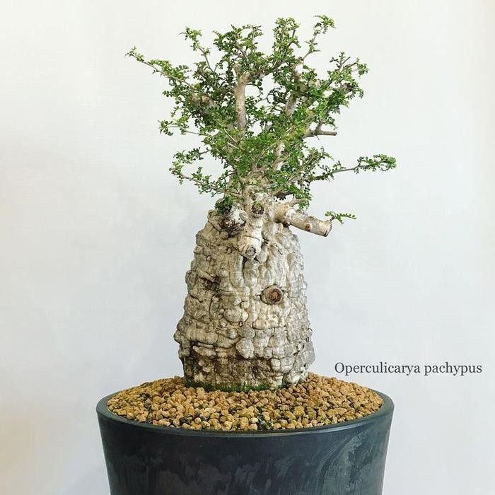 PREMIUM bonsai operculicarya pachypus