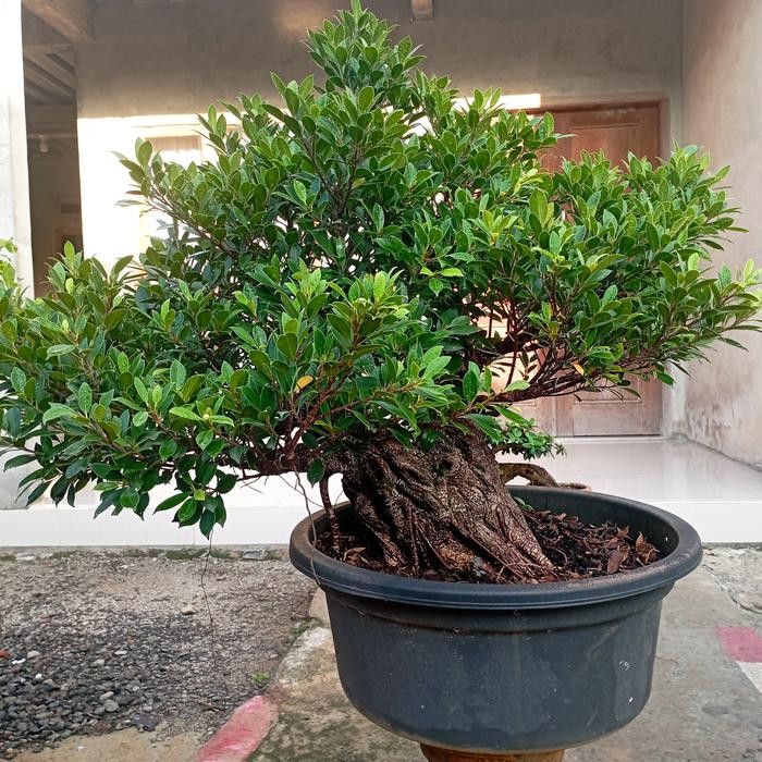 PREMIUM Bonsai kimeng