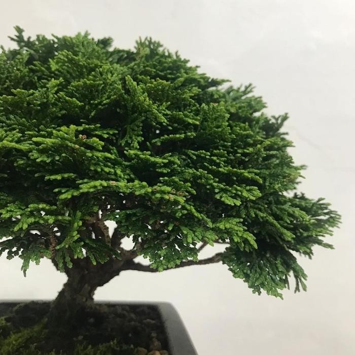 PREMIUM bonsai cemara inoki hijau BESAR DAN BERBATANG TUA BEST SELLER PRODUCT