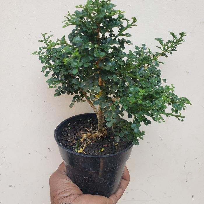 PREMIUM pohon bunga kemuning super micro bahan Bonsai
