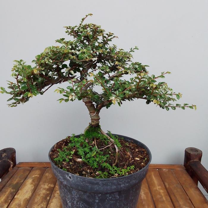 PREMIUM Tanaman bonsai ulmus siap pajang