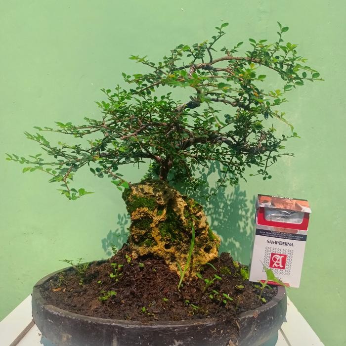 PREMIUM bonsai ulmus mikro on the rock