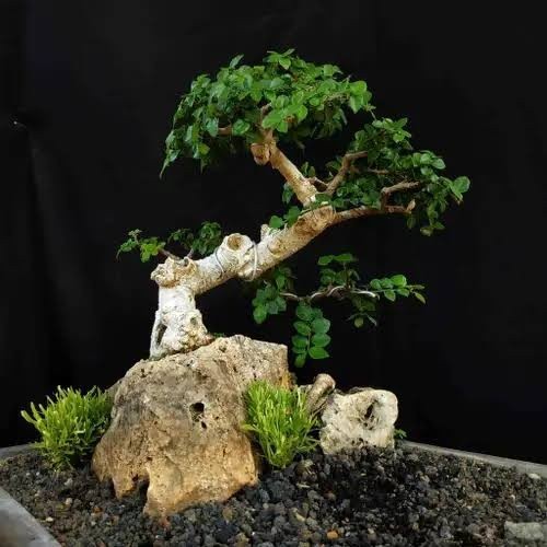PREMIUM Bonsai serut starblues asper bonsai setengah jadi bonsai model