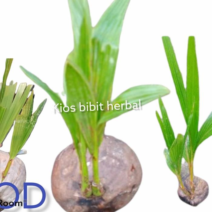 PREMIUM Bibit Bahan bonsai kelapa kembar 2 kelapa cabang 2 tunas kelapa hijau