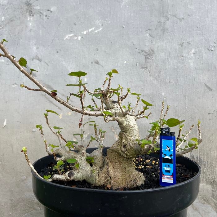 PREMIUM bahan bonsai mame waru taiwan
