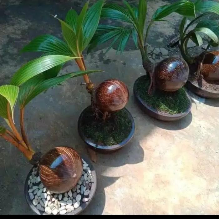 PREMIUM Pohon Bonsai Kelapa Gading Kuning/Gading Orange