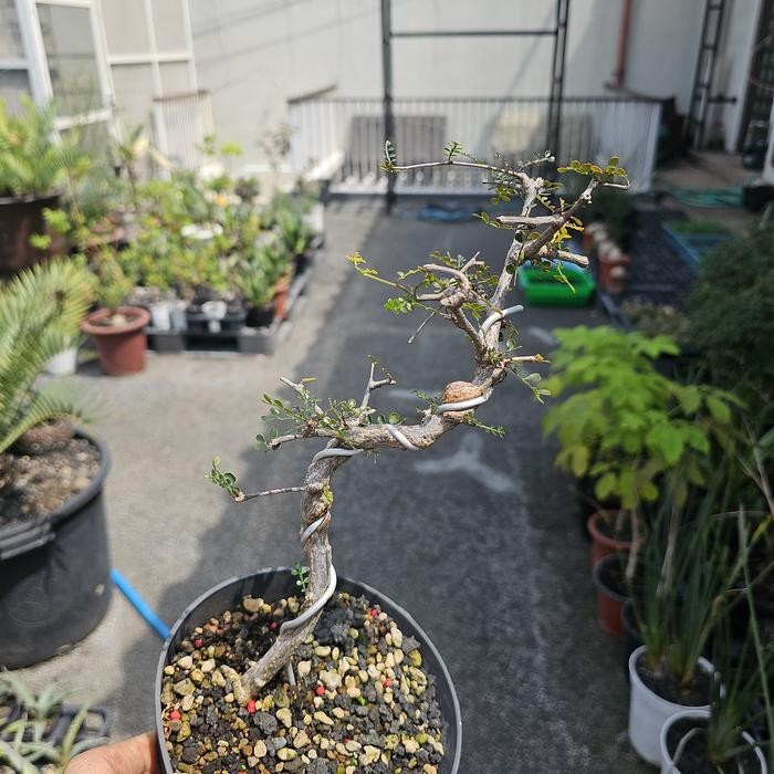 PREMIUM operculicarya decaryii bonsai sukulen