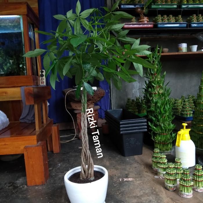 PREMIUM bonsai Pacira pohon keberuntungan - pachira
