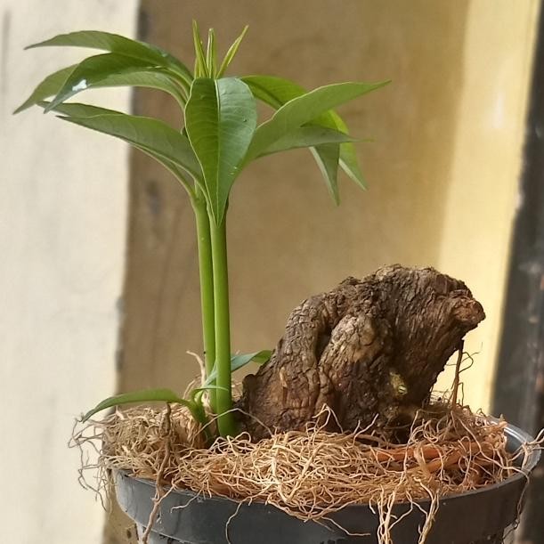 PREMIUM bahan bonsai pohon pule