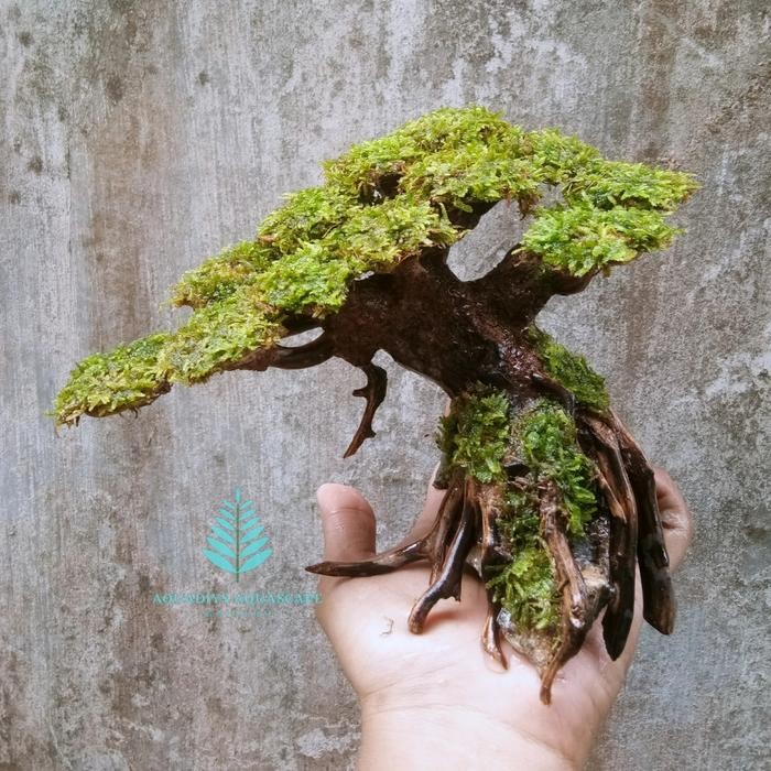 PREMIUM Bonsai Aquascape Mini Murah