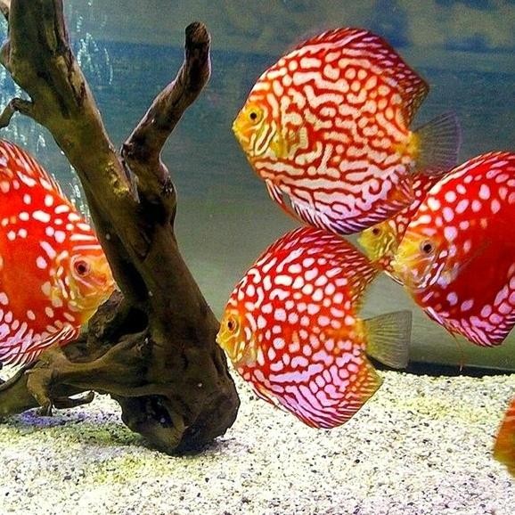 Pawretty- discus pigeon checkerboard / discus pigeon blood /discus pigeon/discus