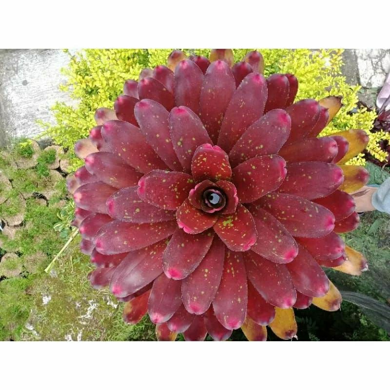 Tanaman Bromelia Mawar Merah Ukuran Jumbo