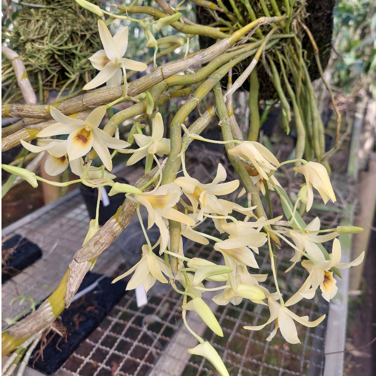 Dendrobium heterocarpum