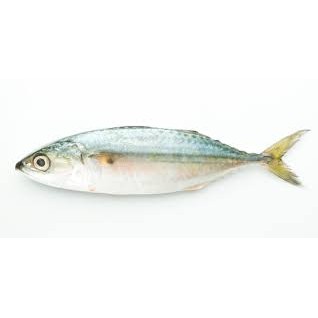 

Ikan Kembung 500 gr / Be Kembung / Chub Mackerel