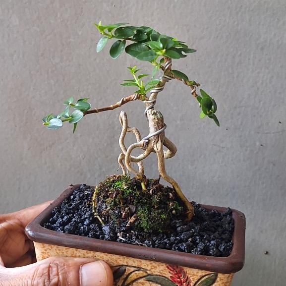 bonsai sancang mini