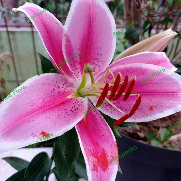 Benih/Umbi Bunga Lily Casablanca Import (Langka)