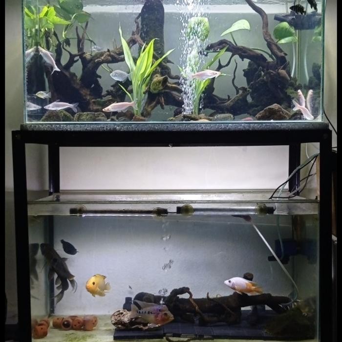 rak aquarium 2 susun 60x30