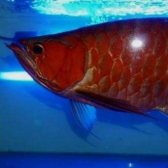 PREMIUM (READY STOCK ) LAMPU TANNING AQUAZONIC T5 100 CM 2 LAMPU ACTINIC BLUE