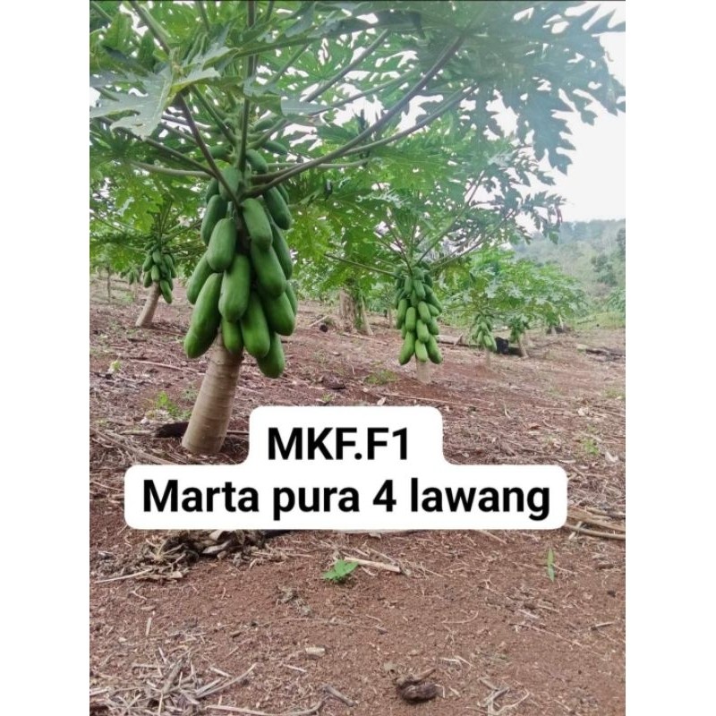 BIBIT PEPAYA CALIFORNIA MKF.F1.20 Gram(Gratis 1pcs setiap pembelian 5pcs)