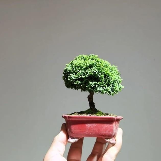 JTTOP" BONSAI CEMARA INOKI CYPRESS HIJAU TANAMAN