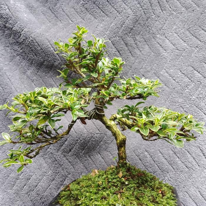 JTTOP" BONSAI JADI SERIBU BINTANG PARIGATA BUNGA PUTIH MAME+ POT